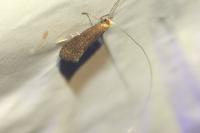Nematopogon adansoniella