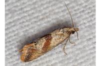 Falseuncaria