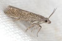 Eucosma cumulana