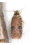 Agonopterix purpurea