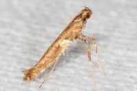 Caloptilia