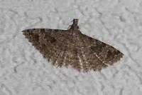 Alucita hexadactyla