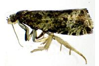 Celypha lacunana