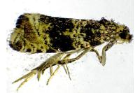 Celypha lacunana