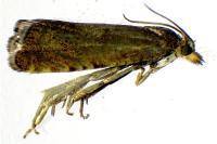 Dichrorampha aeratana