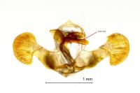 Dichrorampha aeratana