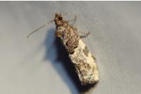Phaneta pauperana