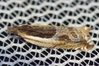 Ancylis apicella