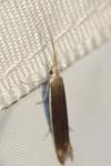 Coleophora