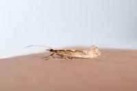Plutella xylostella