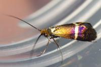 Adela australis