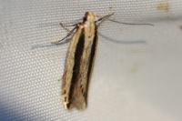 Mirificarma interrupta