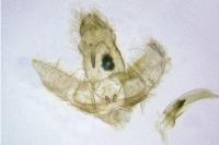 Agonopterix aspersella