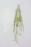 Coleophora dianthi
