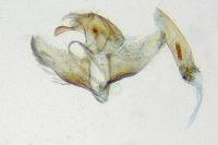 Pleurota ericella