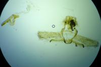 Cnephasia communana