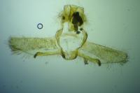 Cnephasia communana