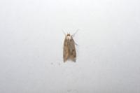 Borkhausenia nefrax