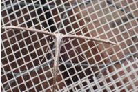 Emmelina monodactyla