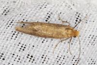 Nematopogon adansoniella