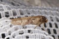Blastobasis glandulella