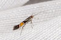 Cosmopterix orichalcea