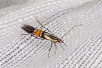 Cosmopterix orichalcea