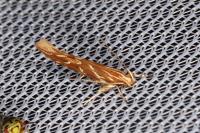 Pyroderces argyrogrammos
