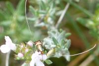 Adela australis