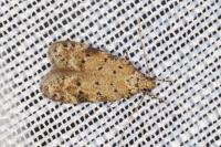 Pseudotelphusa paripunctella