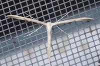 Emmelina monodactyla