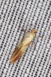Caloptilia alchimiella/robustella