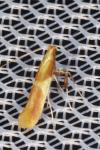 Caloptilia alchimiella/robustella