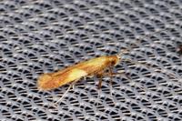 Caloptilia alchimiella/robustella
