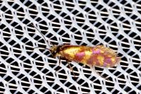 Micropterix tunbergella