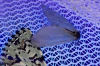 Rebelia plumella surientella