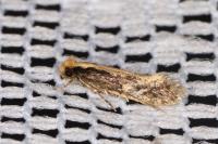 Monopis crocicapitella