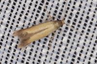 Coptotriche marginea