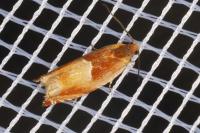 Ancylis mitterbacheriana