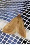 Bijugis bombycella