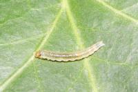 Ditula angustiorana
