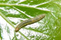 Ditula angustiorana