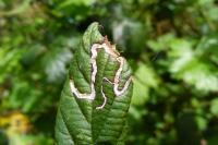 Stigmella aurella/splendidissimella