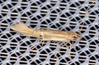 Cosmopterix lienigiella