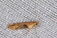 Scrobipalpa costella
