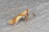 Caloptilia robustella