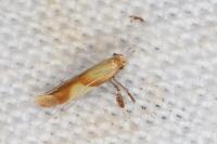 Caloptilia robustella