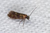 Micropterix tunbergella