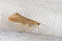 Crassa tinctella