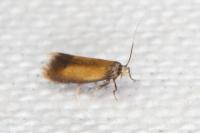Coptotriche marginea